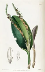 Acianthera saurocephala (syn. Pleurothallis saurocephala)
